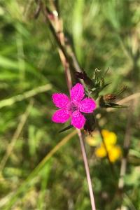 <i>Dianthus armeria</i>