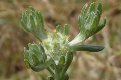 <i>Filago pyramidata</i>