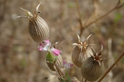 <i>Silene conica</i>