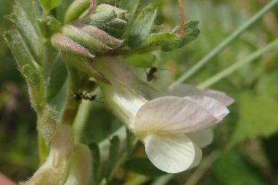 <i>Vicia pannonica</i>