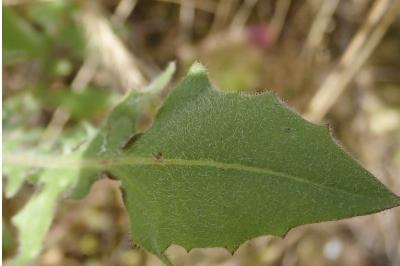<i>Crepis foetida</i>