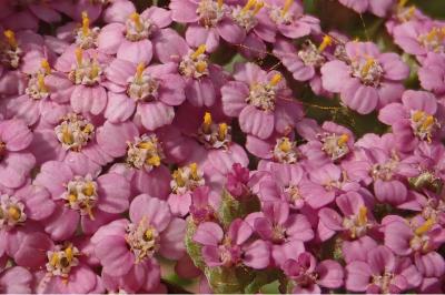 <i>Achillea millefolium</i>