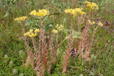 <i>Petrosedum rupestre</i>