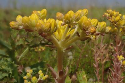 <i>Petrosedum rupestre</i>