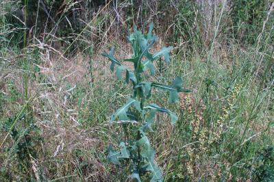 <i>Lactuca virosa</i>
