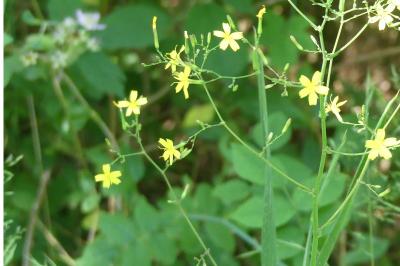 <i>Lactuca muralis</i>