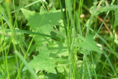 <i>Lactuca muralis</i>