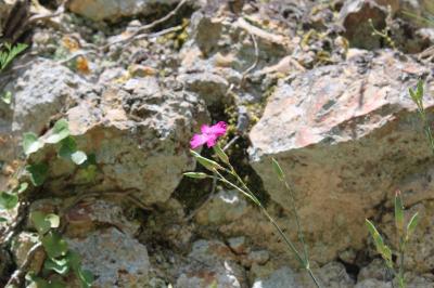 <i>Dianthus caryophyllus</i>
