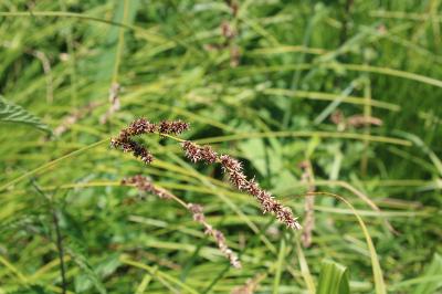 <i>Carex paniculata</i>