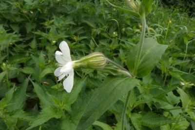<i>Silene latifolia</i>