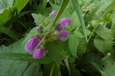 <i>Lamium maculatum</i>