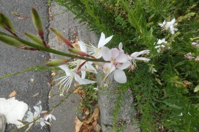 <i>Oenothera lindheimeri</i>