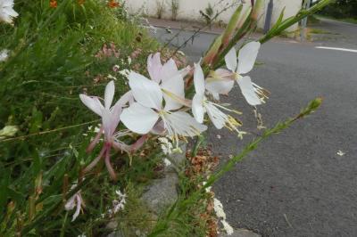 <i>Oenothera lindheimeri</i>