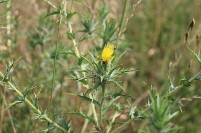 <i>Carthamus lanatus</i>
