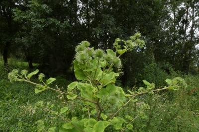 <i>Arctium lappa</i>