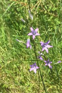 <i>Campanula rapunculus</i>