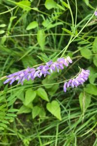 <i>Vicia cracca</i>