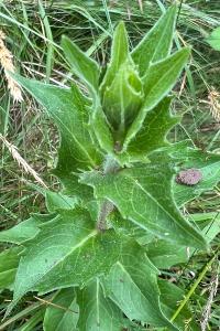 <i>Hieracium sabaudum</i>