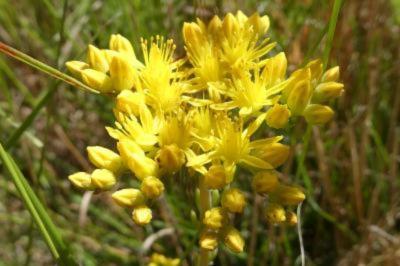 <i>Petrosedum rupestre</i>