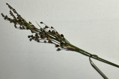 <i>Juncus acutiflorus</i>