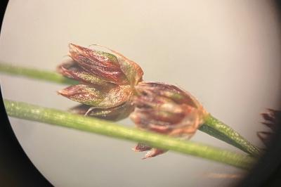<i>Juncus acutiflorus</i>