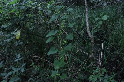 <i>Dioscorea communis</i>