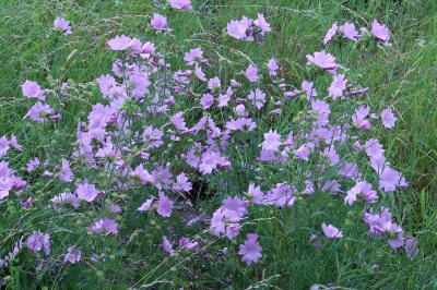 <i>Malva moschata</i>