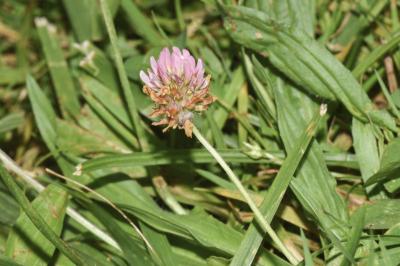 <i>Trifolium fragiferum</i>