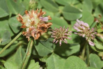 <i>Trifolium fragiferum</i>