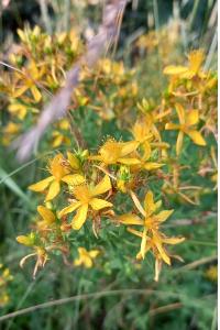 <i>Hypericum perforatum</i>