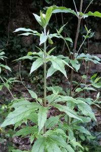<i>Eupatorium cannabinum</i>