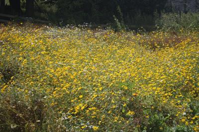 <i>Glebionis segetum</i>