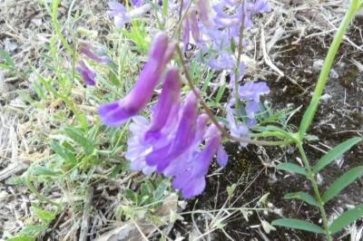 <i>Vicia dasycarpa</i>