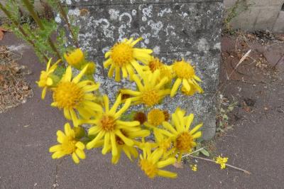 <i>Jacobaea vulgaris</i>