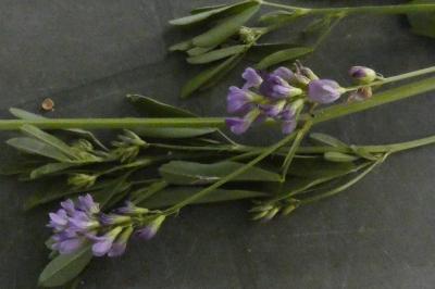 <i>Medicago sativa</i>