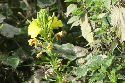 <i>Oenothera biennis</i>