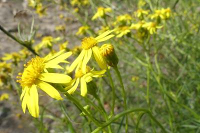 <i>Senecio inaequidens</i>