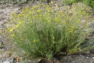<i>Senecio inaequidens</i>