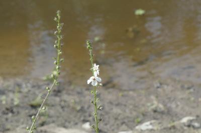 <i>Verbascum blattaria</i>
