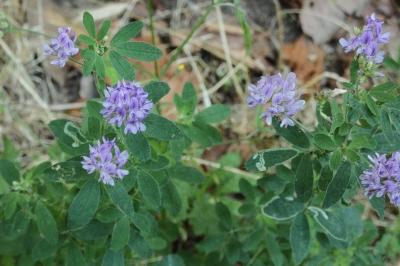 <i>Medicago sativa</i>