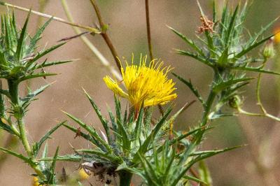 <i>Carthamus lanatus</i>