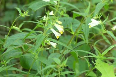 <i>Melampyrum pratense</i>