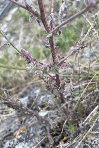 <i>Crepis foetida</i>