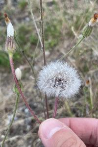 <i>Crepis foetida</i>