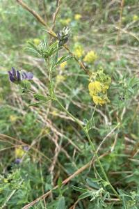 <i>Medicago sativa nothosubsp. media</i>