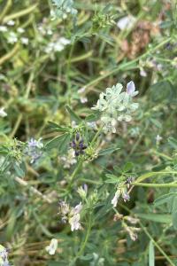 <i>Medicago sativa nothosubsp. media</i>