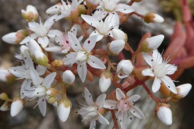 <i>Sedum album</i>