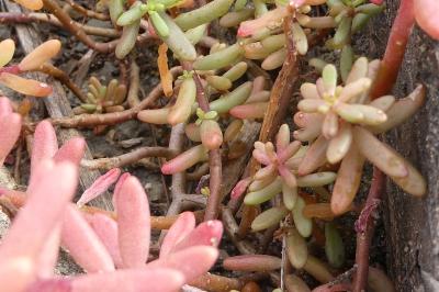 <i>Sedum album</i>