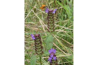 <i>Prunella vulgaris</i>