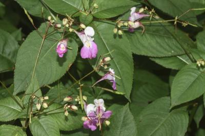 <i>Impatiens balfourii</i>